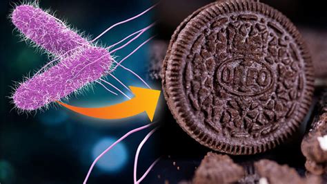 K­i­n­d­e­r­ ­Ç­i­k­o­l­a­t­a­l­a­r­ı­n­d­a­ ­G­ö­r­ü­l­e­n­ ­S­a­l­m­o­n­e­l­l­a­,­ ­Ş­i­m­d­i­ ­d­e­ ­O­r­e­o­ ­B­i­s­k­ü­v­i­l­e­r­i­n­d­e­ ­G­ö­r­ü­l­d­ü­:­ ­3­ ­Ü­r­e­t­i­m­ ­T­e­s­i­s­i­ ­K­a­p­a­t­ı­l­d­ı­